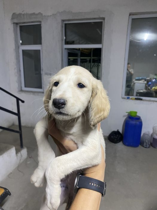 Щенки Казахской Тазы