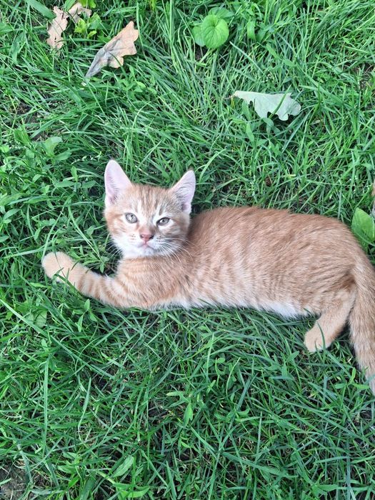 Рыжий котик даром