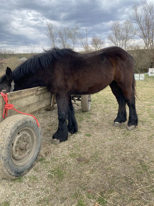 Mânză neagră de 1 an si 10luni