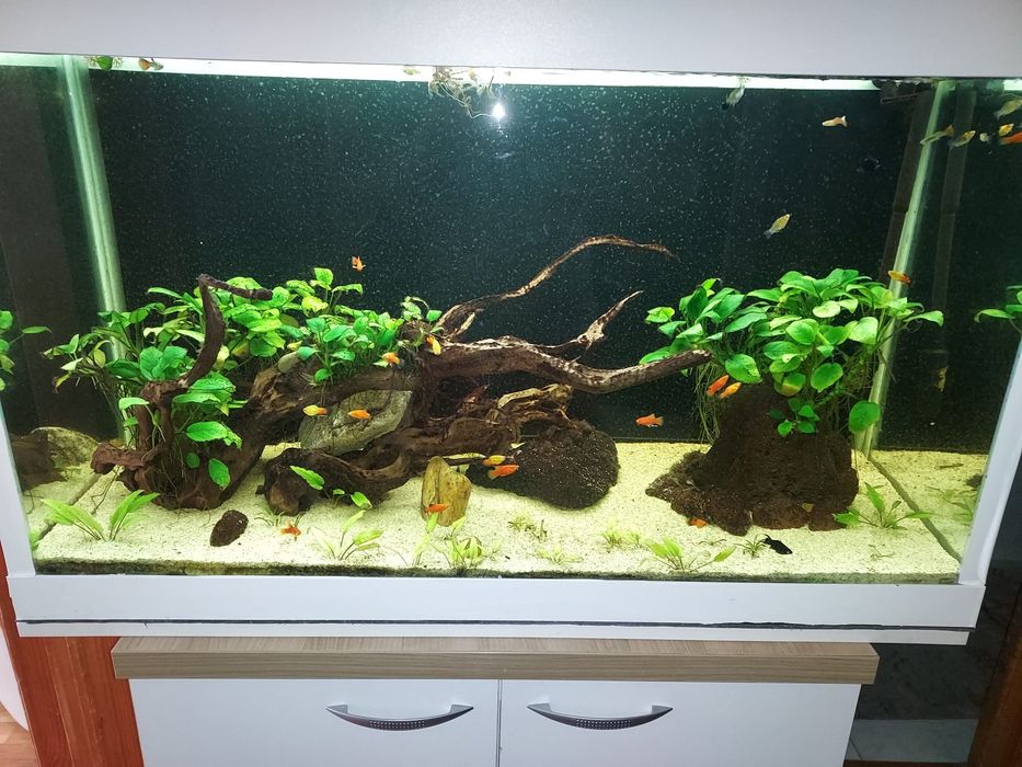 Vând acvariu de200 litri