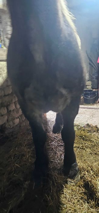 Vand iapa de 4 ani jumate, gestanta de 9 luni