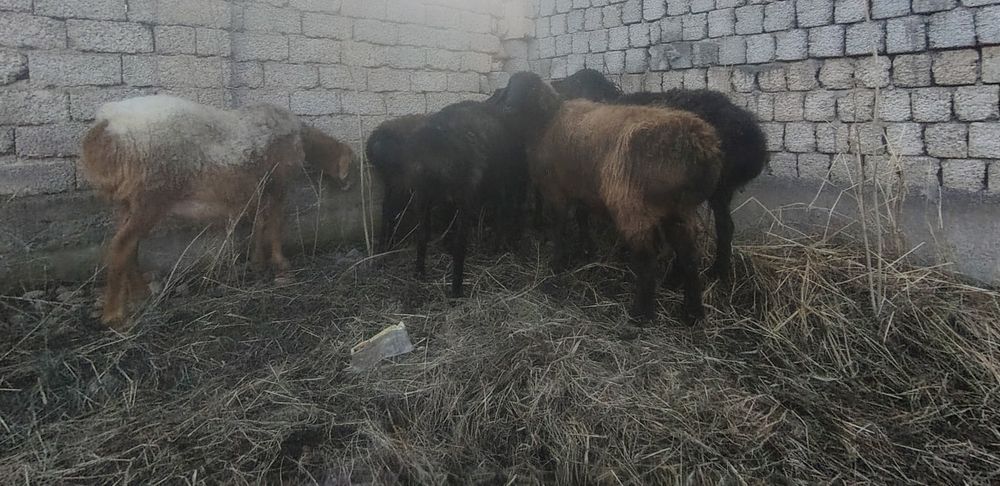 Suauajaiakajyjgaha9a