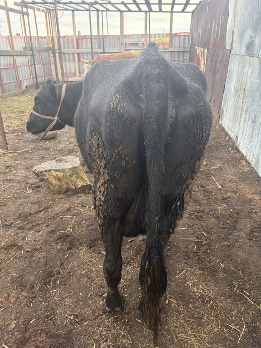 Сүтті сиыр сатылады.