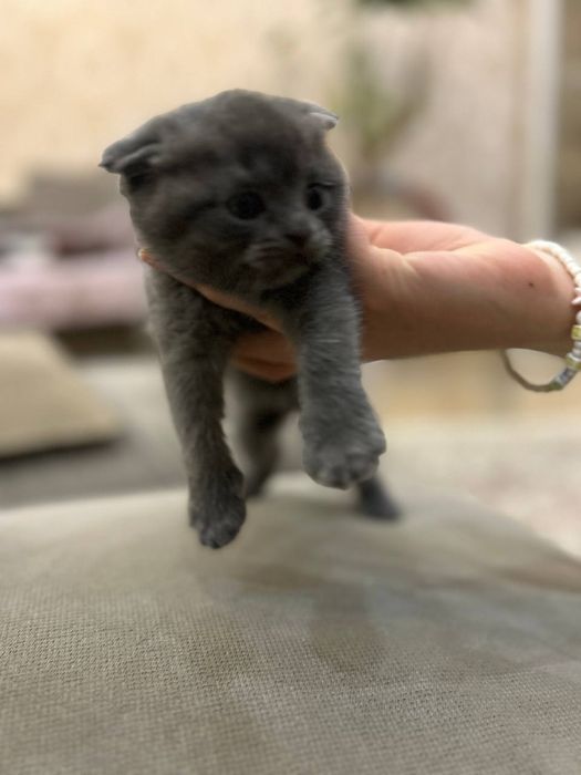 Котята скотиш фолд