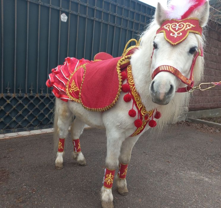 Лошади ,пони на Наурыз.Катание.