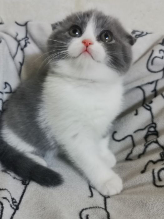 Продам красивых  котят