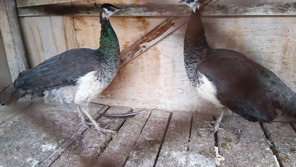 Товуслар сотилади тез вам арзон!