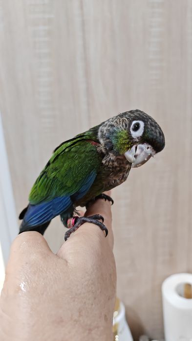 Продаётся ручной попугай Пиррура Перлата