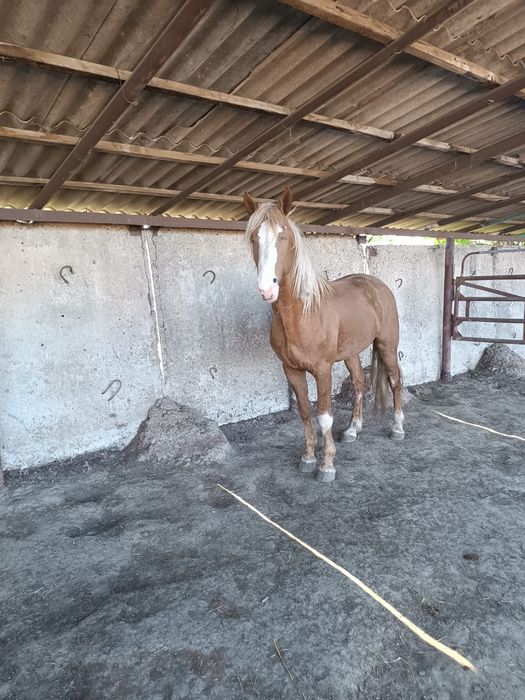 Продается жеребец БАРОН  5 лет