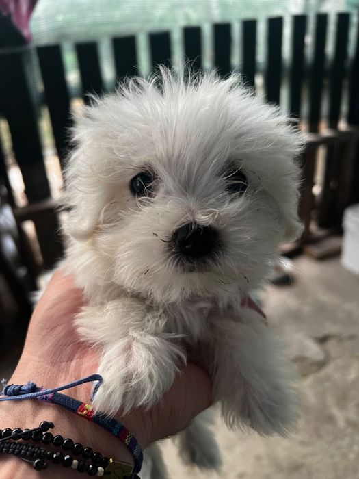 Vând căței bichon