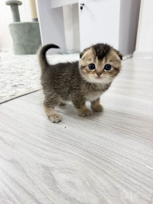 Котята золотая шиншила