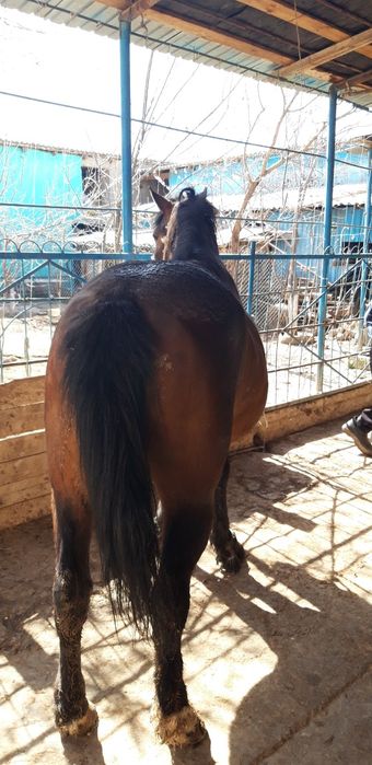 Жылқы  еті  2700 наличка