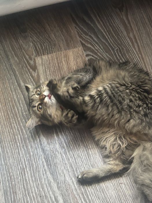 Отдам котенка даром