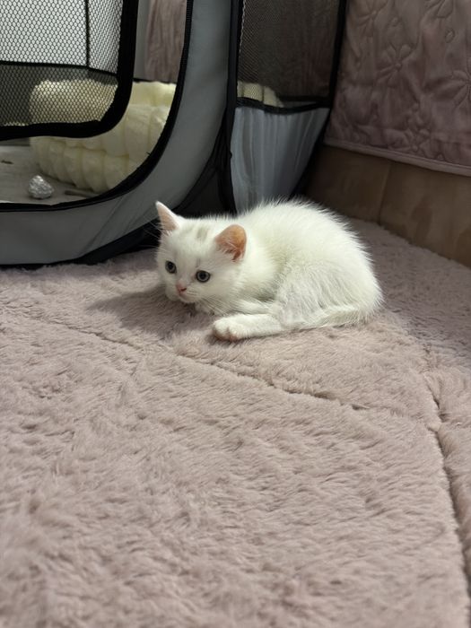 British Shorthair Femela Constanta White