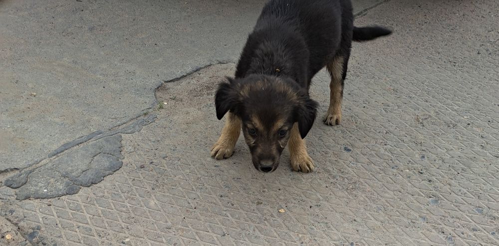 Отдам щенка в хорошие руки.              .