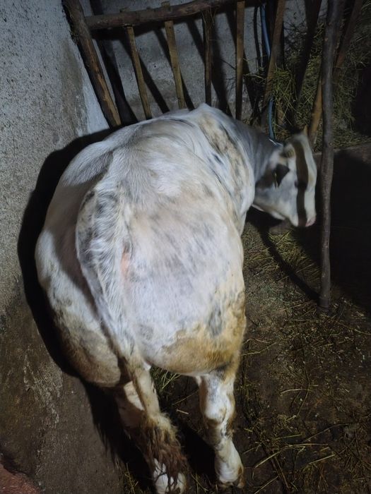 Taur de vânzare belgian