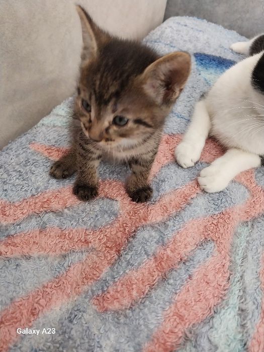 Отдам котёнка.Девочка.