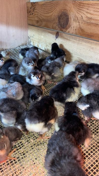 Pui australorp de vanzare