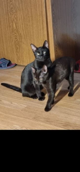 Ofer pentru adopție 2 pisici sterilizate