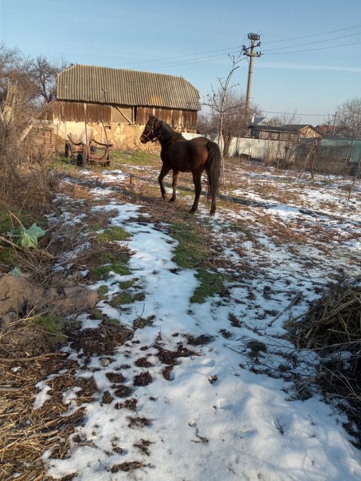 Iapă blândă și cuminte