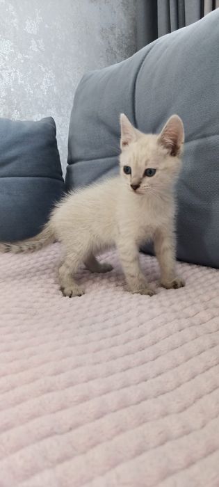 Отдам котят в добрые руки.