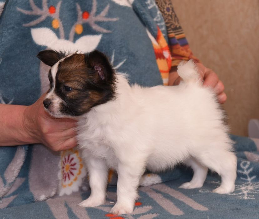 Щенки папийона для вас!