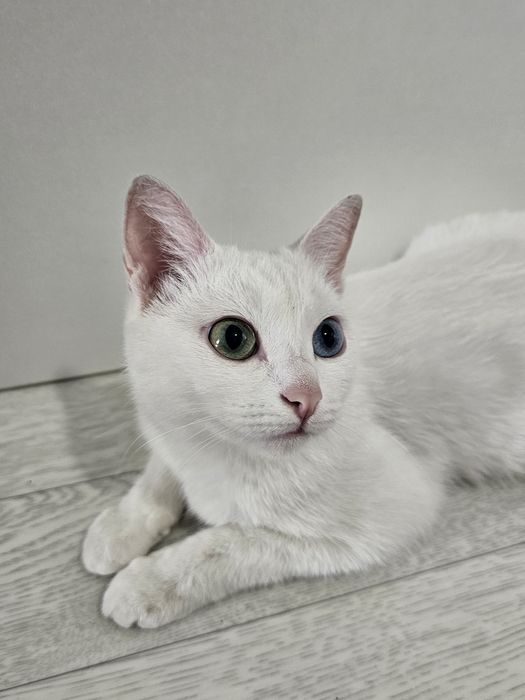 Кошка Анниса.ищем кота для вязки
