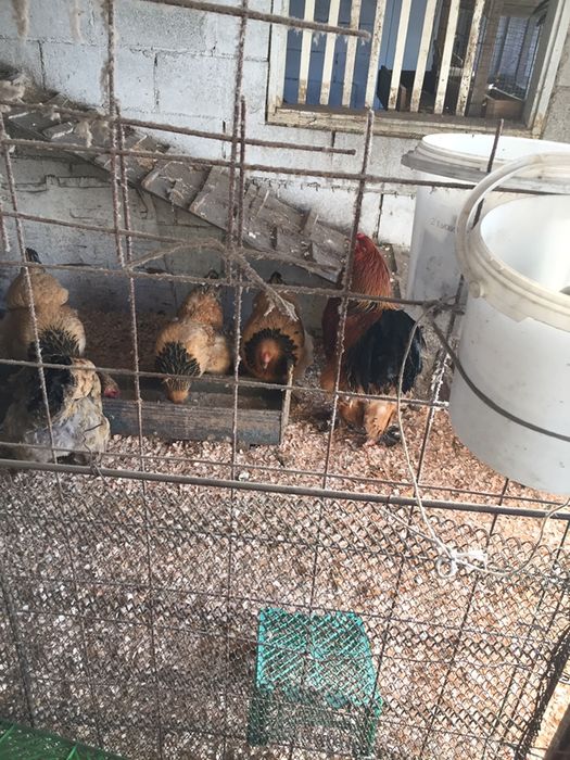 Инкубационные яйца Брама