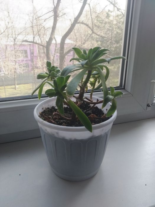 Ухоженные цветы все по 2000тг