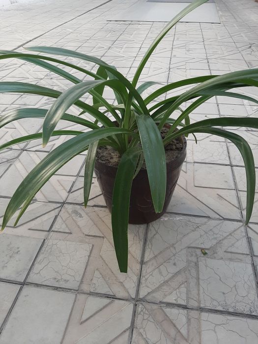 Продаётся большой комнатный цветок амариллис