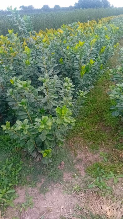Pepinieră laur englezesc diferite dimensiuni