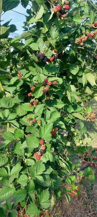 Mure de cultura BIO Congelate