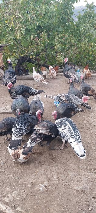 Продавам домашни пуйки