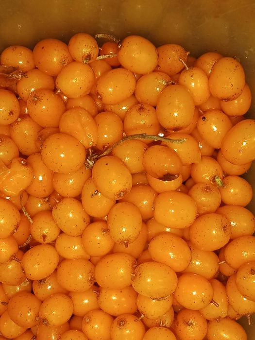 Продам ягоду облепиха
