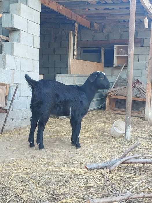Коза англо нубийская чисто