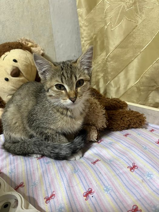 Отдам котенка в хорошие руки