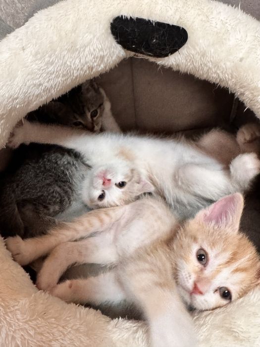 Котенок МАЛЬЧИК рыжий