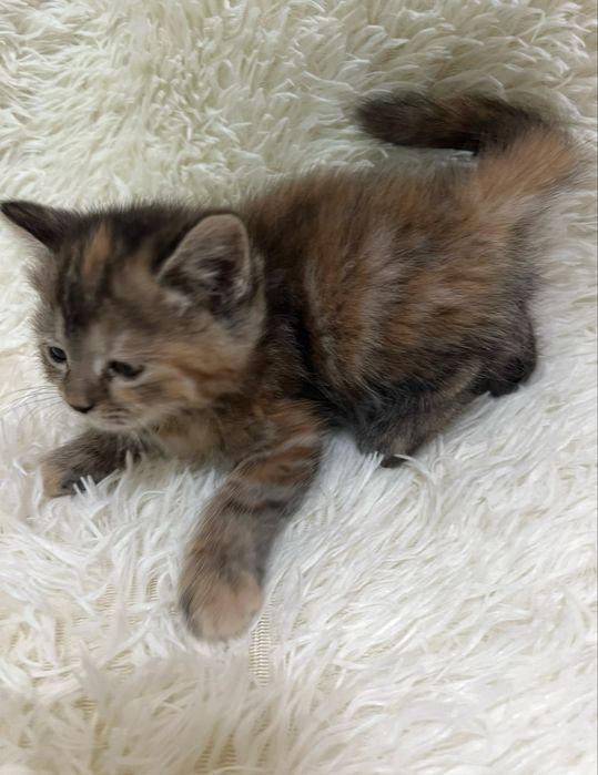 Котята шотлаские