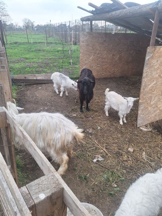 De vânzare capre de rasă