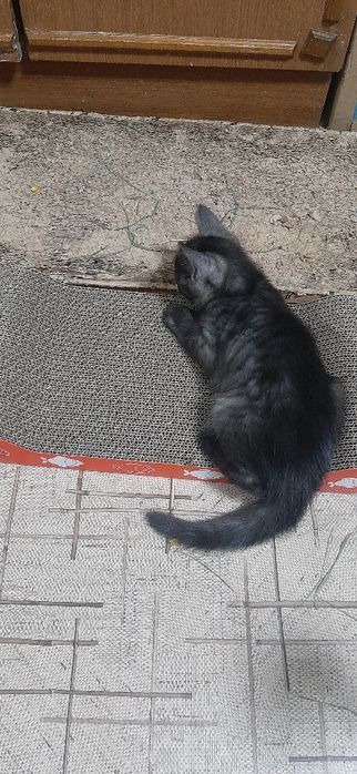 Отдам кошечку бесплатно.