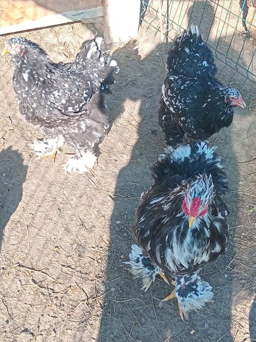 Ouă  Brahma  negru bobat