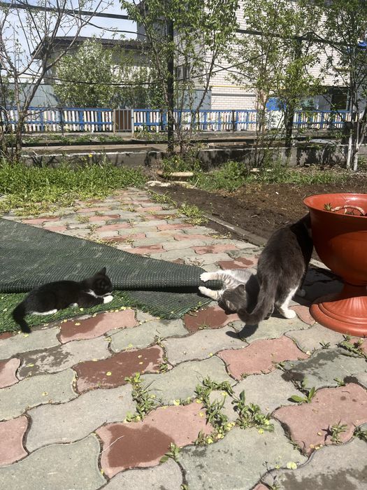 Отдам котят в добрые руки