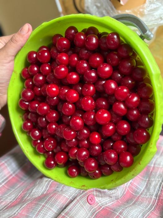 Вишня, крупная спелая.