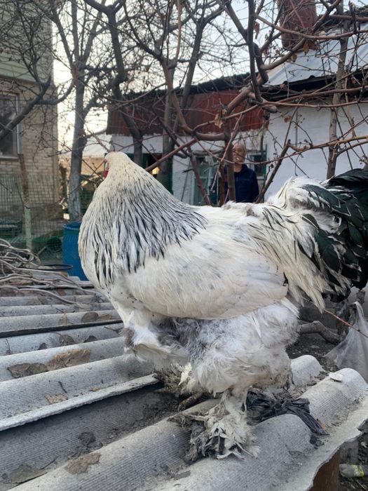 Пеиух брама за 7000