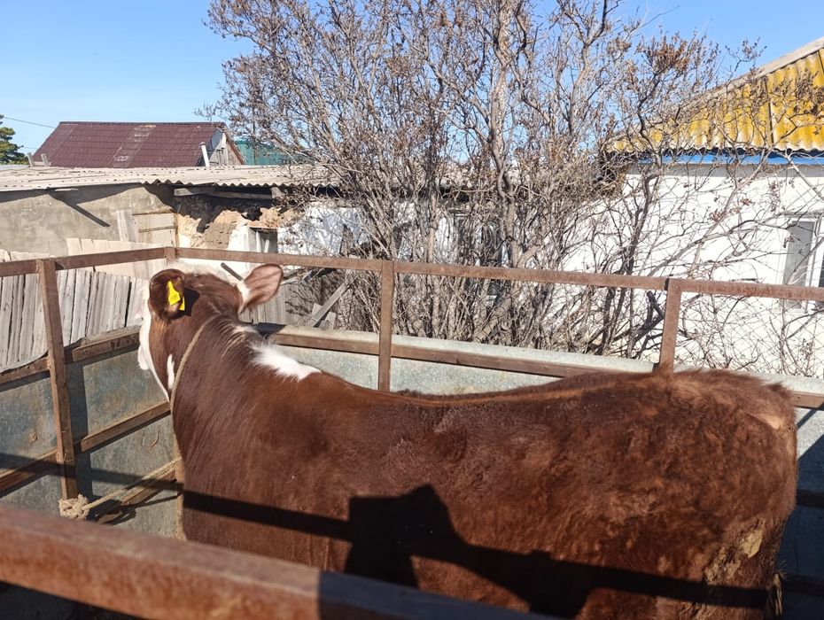 Продам быка на племя