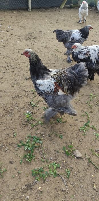 Păsări Brahma de vânzare