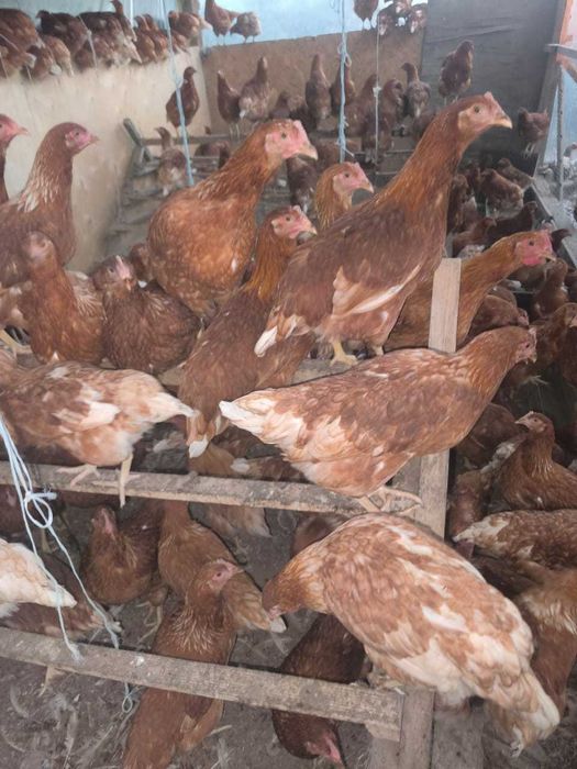 Продам курочек молодок  Ломан Браун несушки