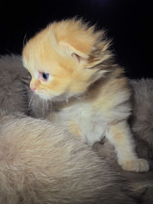 Чудесный шиншила мальчик скоттиш фолд