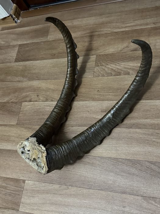 Рога горного Архара