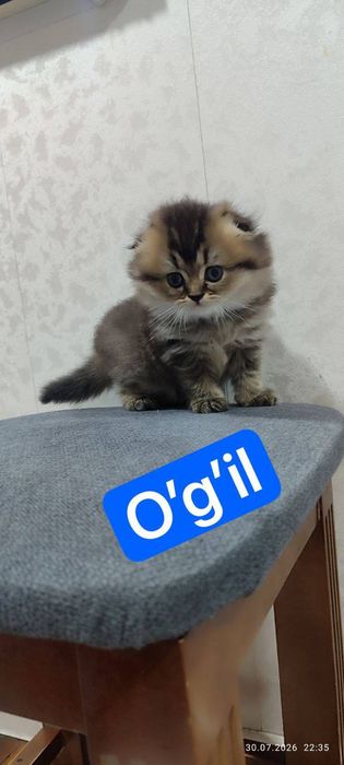 Мушукла сотилади